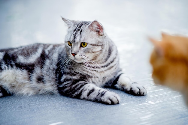 Gray and orange cats lounging by the pool at my house Real cat lover concept