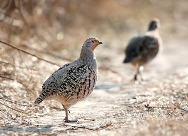 The gray partridge (Perdix perdix) close-up portrait in natural habitat. Detailed photos of plumage