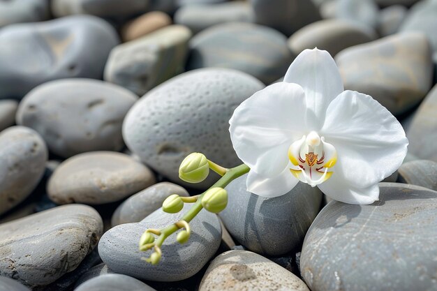 Gray Pebbles Background with White Orchid