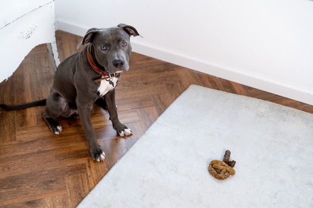 Gray pit bull dog, poops on the floor in the room, remorseful guilty dog with poo excreted