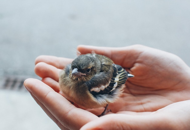 Gray plumage chick in female palms