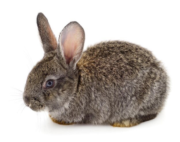 Gray rabbit isolated