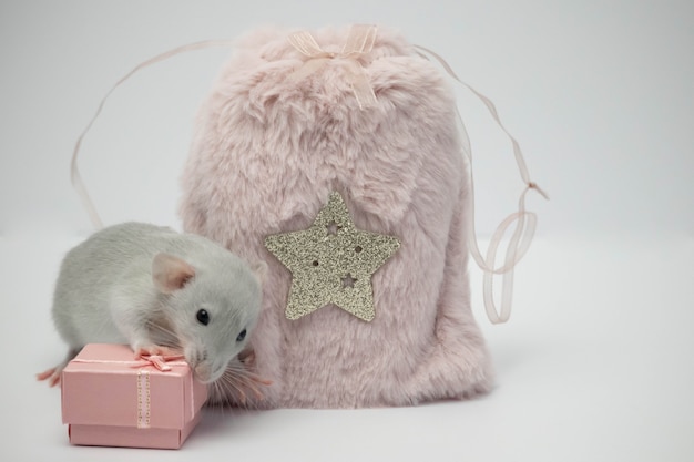 gray rat sits next to a pink fur bag and a gift box.