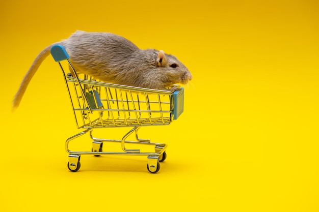 Gray rat sitting on the shopping cart on a yellow background