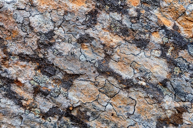 Gray rock surface with colorful lichens for background or texture