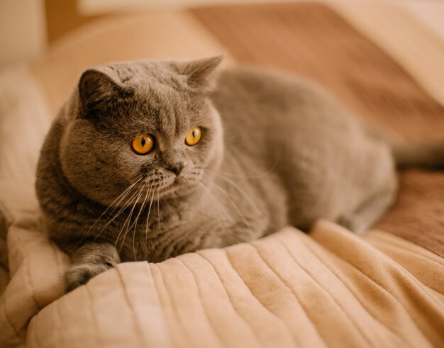 gray scottish cat is looking at the camera. gray scottish cat. portrait of a gray scotland cat.