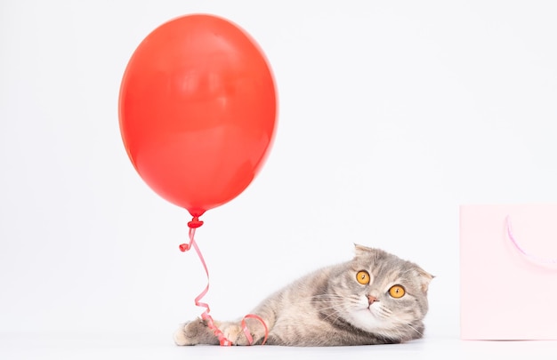 Gray scottish fold Cat with red Balloon and pink bag online shoping happy cat copy space present for pet