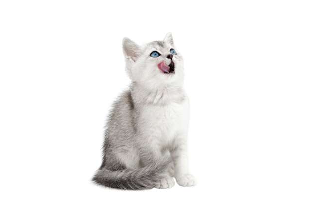 gray scottish kitten with blue eyes isolated on white background