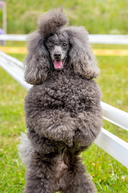 Gray shaggy poodle close up standing on hind legs in the park while walking trained dog