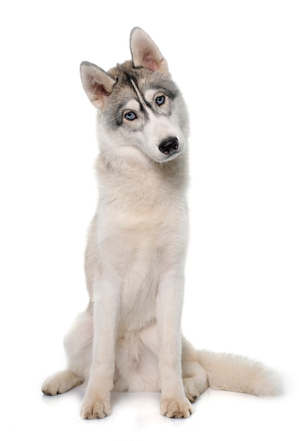 gray siberian husky