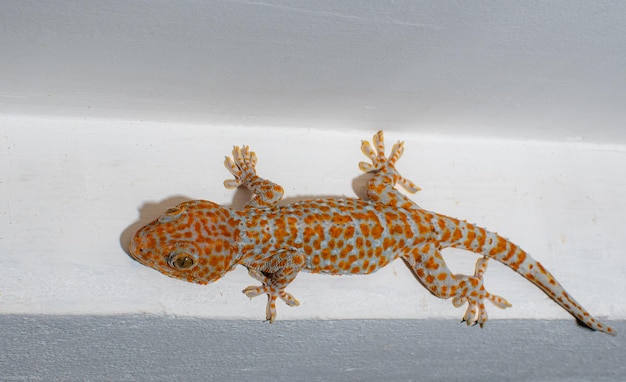 Photo gray skin gecko with orange polka dots island on the ceiling wait for insects to eat at night