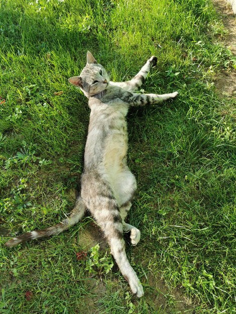 Photo gray skinny cat on the green grass in summer. pets and cats concept.