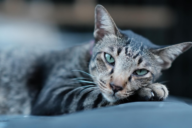 A gray striped cat is lying on the floor with lazy mood Its watching something