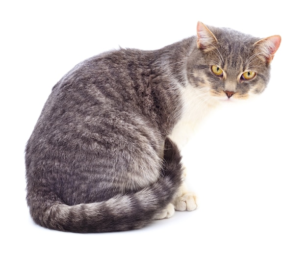 Gray striped cat isolated on white background