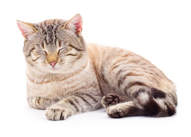 Gray striped cat isolated on white background