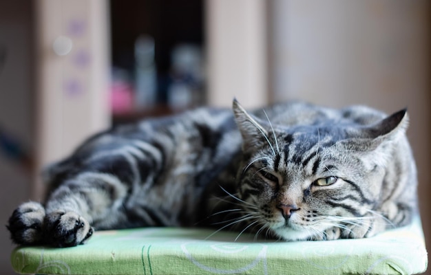 Gray striped cat lies and looks away