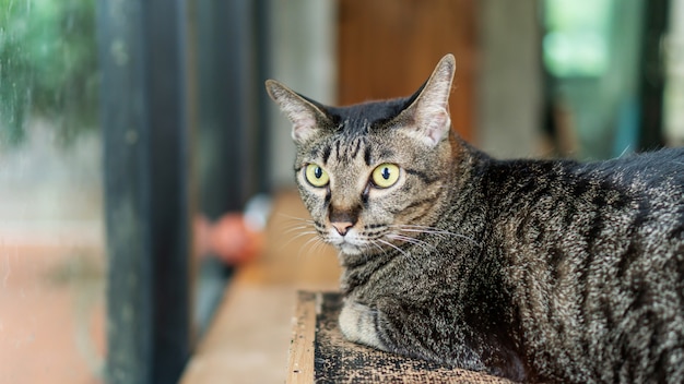 Gray striped cat lying in the room.