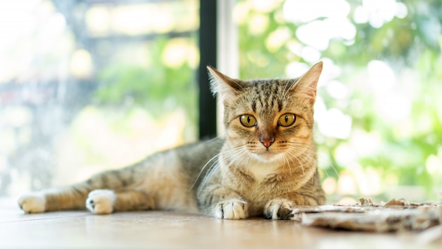 Gray striped cat lying in the room.