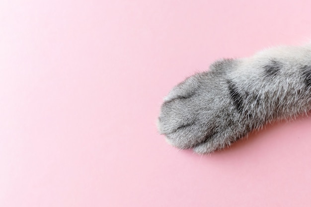 Gray striped cat's paw on a pink . 