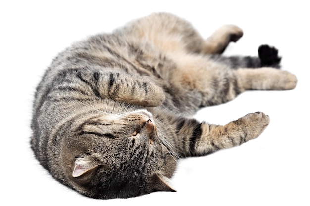 Gray striped cat sleeping on a white background. Isolated.