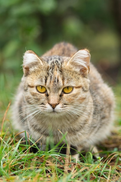 Gray striped cat walks on a leash on green grass outdoors