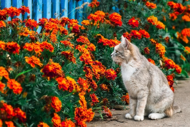 Gray striped cat walks on a leash on green grass outdoorsx9