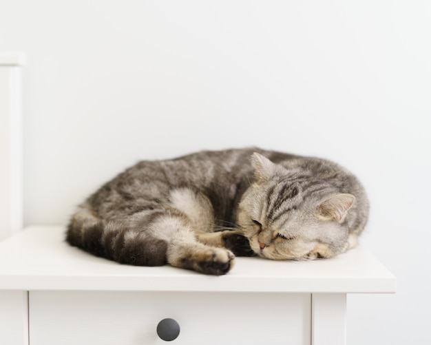 Gray striped domestic cat scottish sleeping on white bedside table in white scandinavian room