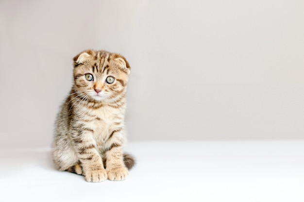 Gray striped fold kitten