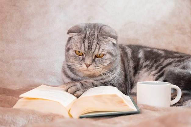 A gray striped Scottish Fold cat with yellow eyes sits on a blanket with a book and a cup