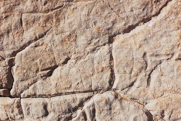 The gray surface of the stone rock with deep cracks and white shells of sea acorns