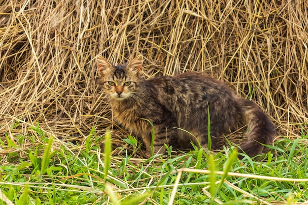 A gray tabby cat is lying in the hay. Disabled cat with three legs. The survival of animals.