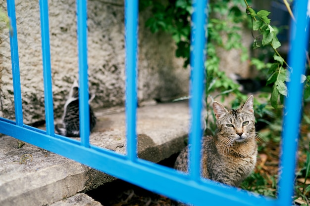 Gray tabby cat with a kitten sits behind a blue metal fence in the yard