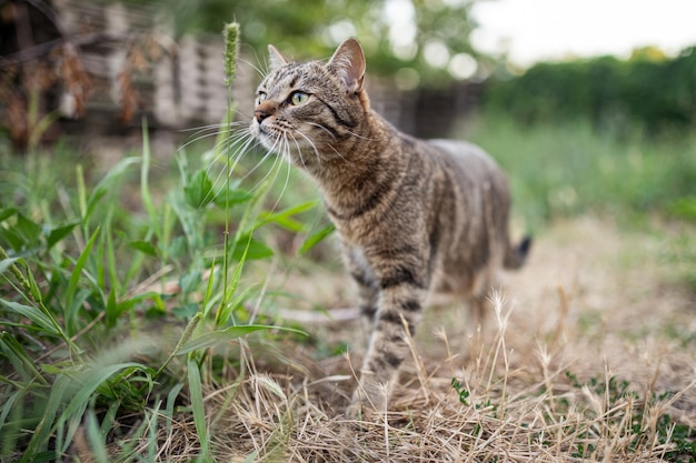 Gray tabby outdoor cat