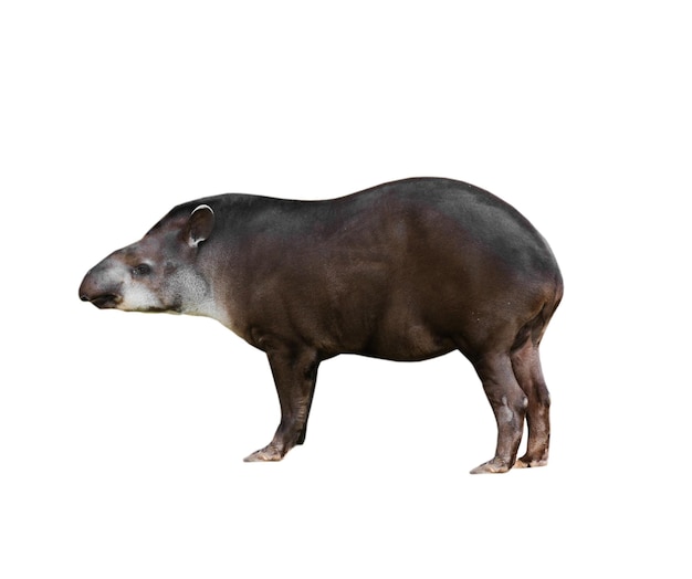 Gray tapir animal isolated on a white background