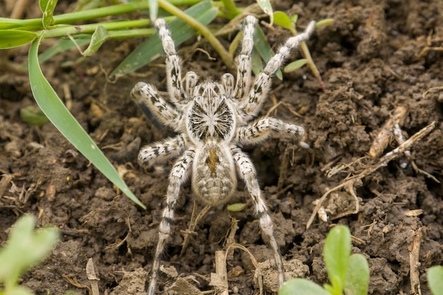 Gray tarantula spider selective focus