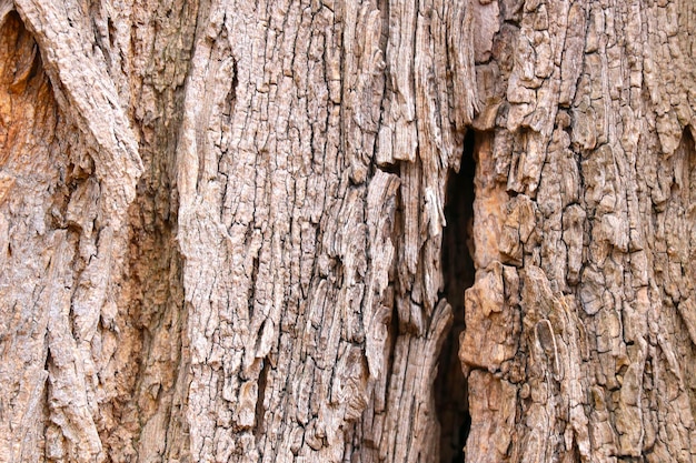 Gray texture of the trunk of an old tree background