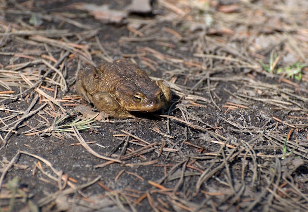 Gray toad Bufo bufo spring in the forest near a small lake Moscow region Russia