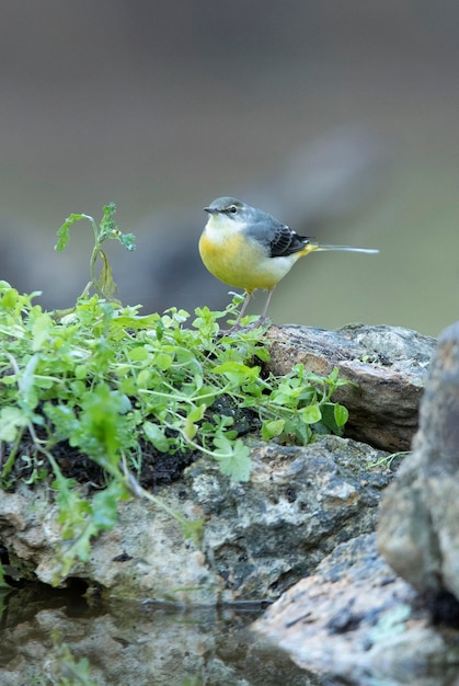 Gray wagtail in a natural water point with the last lights of the day