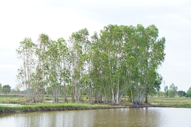 The gray water background flooded the rice fields