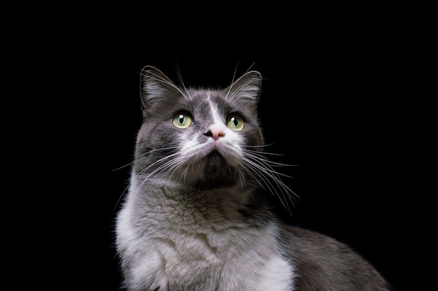 Gray-white cat on a black background