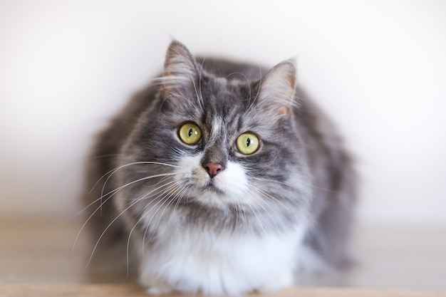 Gray and white cat