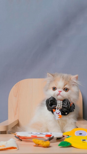 Gray and white female persian fluffy cat photo shoot session studio with white background with cat expression