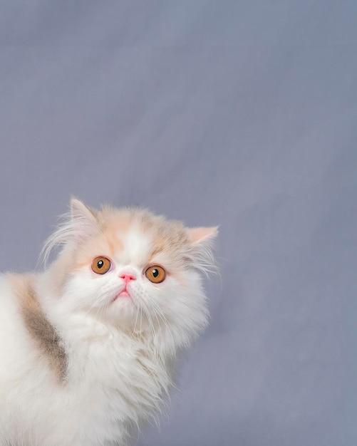 Gray and white female persian fluffy cat photo shoot session studio with white background with cat expression