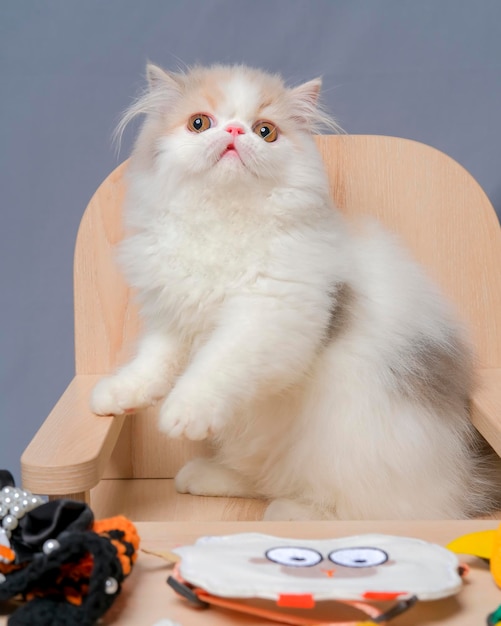 Gray and white female persian fluffy cat photo shoot session studio with white background with cat expression