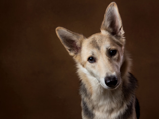 Gray and white mongrel dog sitting in studio