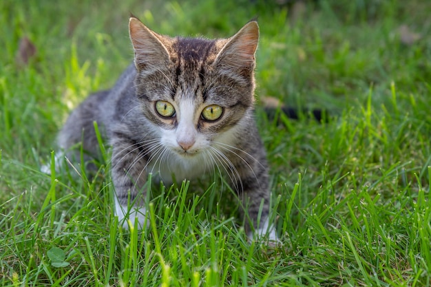 Gray and white tabby cat on green grass