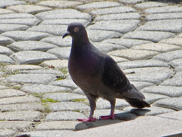 Gray wild pigeon on the asphalt Dove one close up