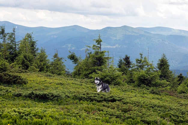 Gray wolf dog husky breed jumping among mountain hills and meadow in the mountains