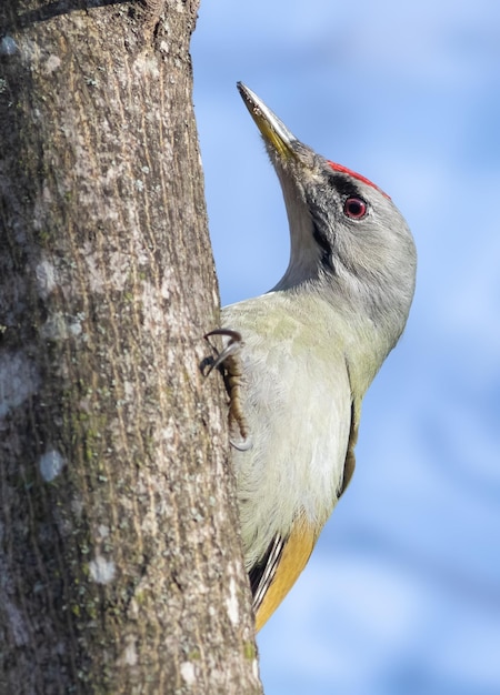 Grayheaded woodpecker picus canus A male bird peeks out from behind a tree trunk