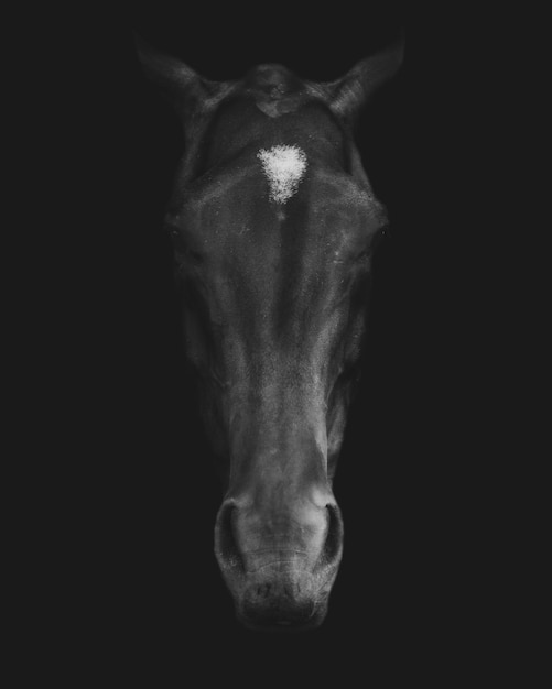 Grayscale closeup shot of a horse head